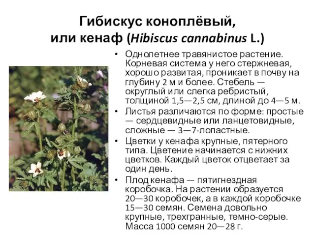 Гибискус коноплёвый, или кенаф (Hibiscus cannabinus L.) Однолетнее травянистое растение. Корневая