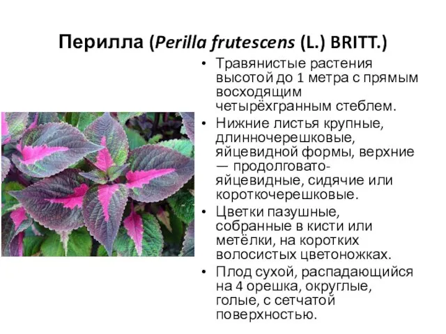 Перилла (Perilla frutescens (L.) BRITT.) Травянистые растения высотой до 1 метра