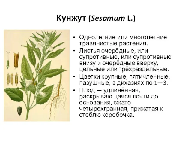 Кунжут (Sesamum L.) Однолетние или многолетние травянистые растения. Листья очерёдные, или