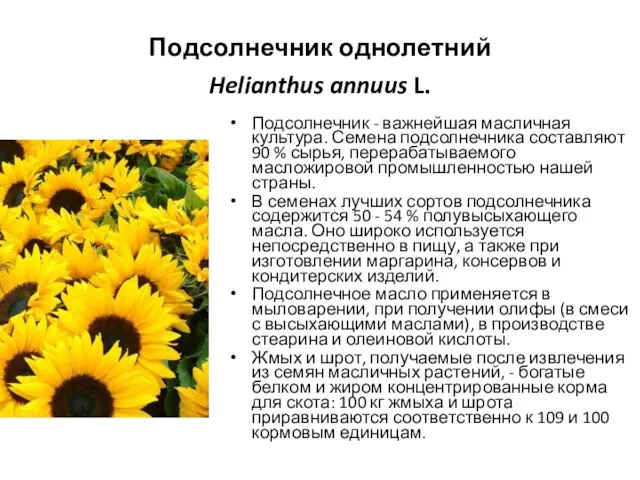 Подсолнечник однолетний Helianthus annuus L. Подсолнечник - важнейшая масличная культура. Семена