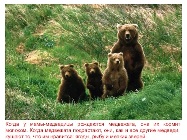 Когда у мамы-медведицы рождаются медвежата, она их кормит молоком. Когда медвежата