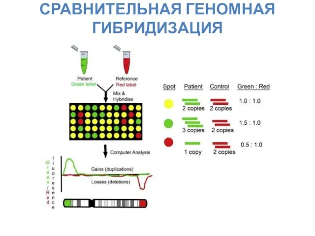 СРАВНИТЕЛЬНАЯ ГЕНОМНАЯ ГИБРИДИЗАЦИЯ