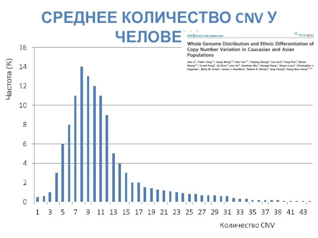 СРЕДНЕЕ КОЛИЧЕСТВО CNV У ЧЕЛОВЕКА Частота (%)