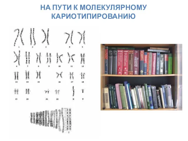 НА ПУТИ К МОЛЕКУЛЯРНОМУ КАРИОТИПИРОВАНИЮ