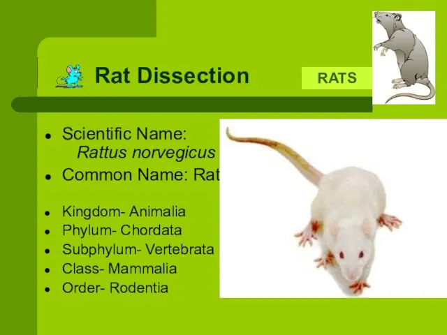Rat Dissection Scientific Name: Rattus norvegicus Common Name: Rat Kingdom- Animalia