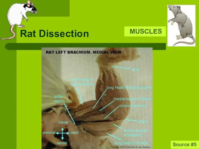 Rat Dissection MUSCLES Source #5