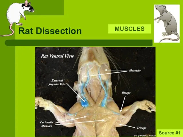 Rat Dissection MUSCLES Source #1