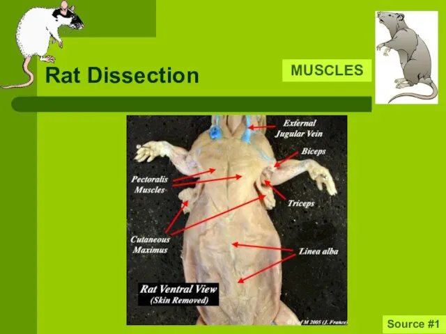 Rat Dissection MUSCLES Source #1