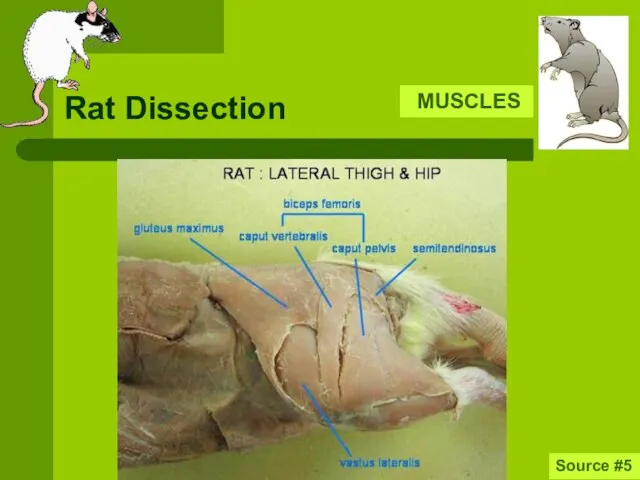 Rat Dissection MUSCLES Source #5