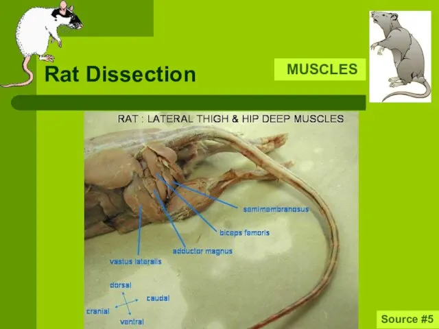 Rat Dissection MUSCLES Source #5