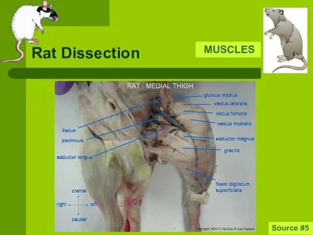 Rat Dissection MUSCLES Source #5