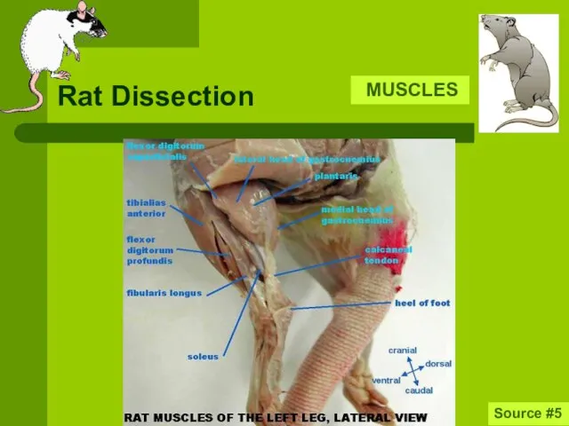 Rat Dissection MUSCLES Source #5