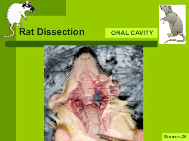 Rat Dissection ORAL CAVITY Source #6