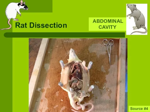Rat Dissection ABDOMINAL CAVITY Source #4