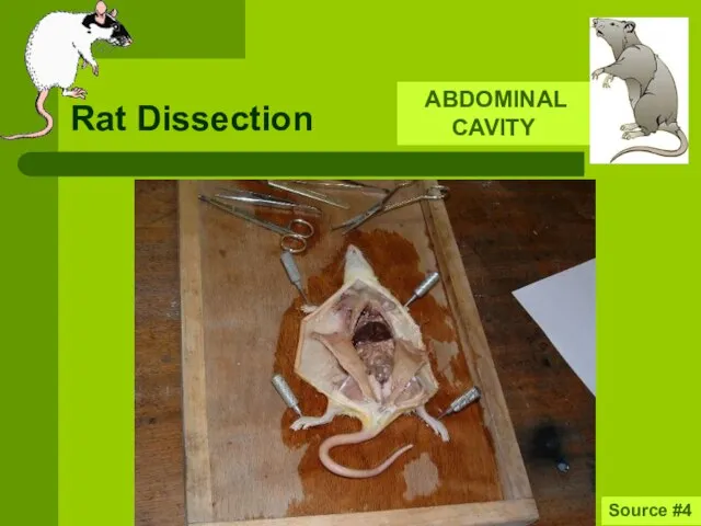 Rat Dissection ABDOMINAL CAVITY Source #4