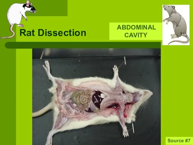 Rat Dissection Source #7 ABDOMINAL CAVITY