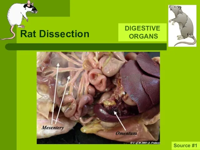 Rat Dissection DIGESTIVE ORGANS Source #1
