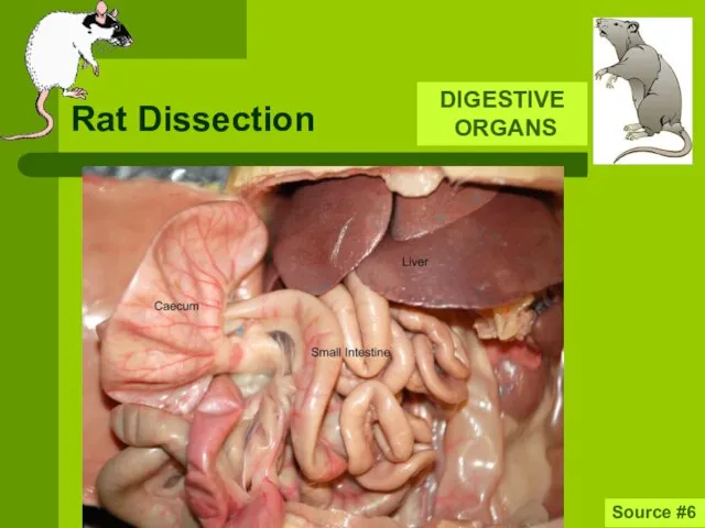 Rat Dissection Source #6 DIGESTIVE ORGANS