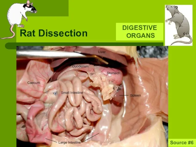 Rat Dissection Source #6 DIGESTIVE ORGANS