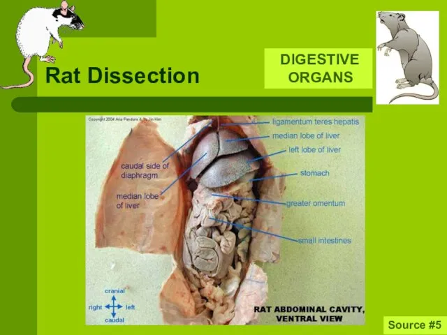 Rat Dissection DIGESTIVE ORGANS Source #5