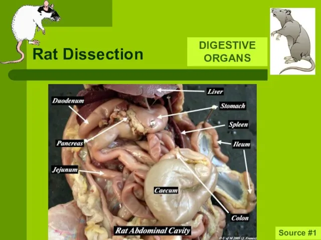 Rat Dissection DIGESTIVE ORGANS Source #1