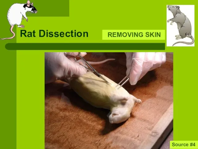 Rat Dissection REMOVING SKIN Source #4