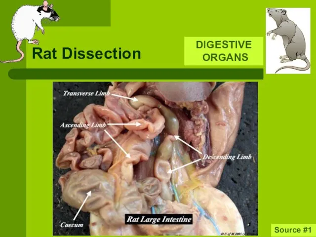 Rat Dissection DIGESTIVE ORGANS Source #1