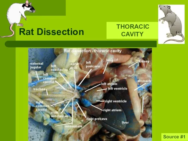 Rat Dissection Source #1 THORACIC CAVITY