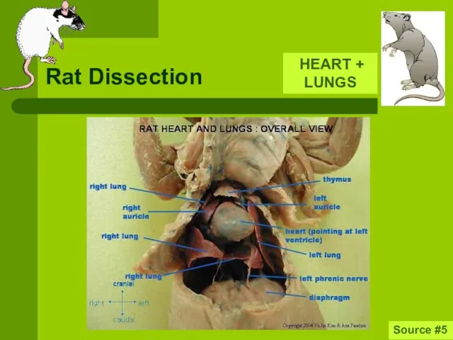 Rat Dissection HEART + LUNGS Source #5
