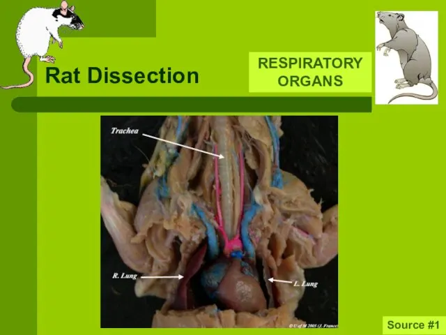 Rat Dissection RESPIRATORY ORGANS Source #1