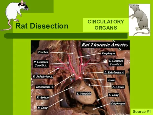 Rat Dissection CIRCULATORY ORGANS Source #1