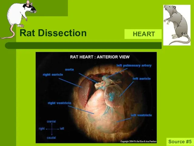 Rat Dissection HEART Source #5