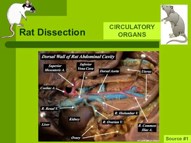 Rat Dissection CIRCULATORY ORGANS Source #1