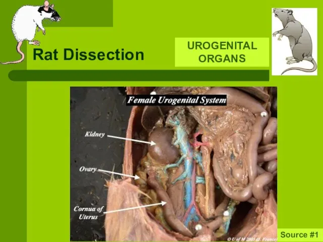 Rat Dissection UROGENITAL ORGANS Source #1