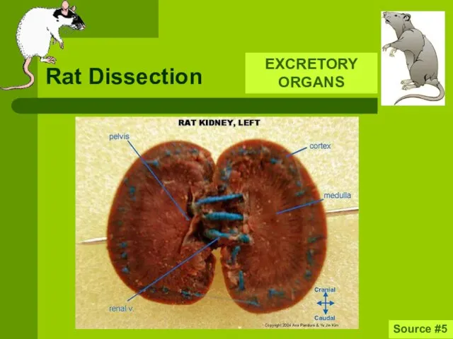 Rat Dissection Source #5 EXCRETORY ORGANS