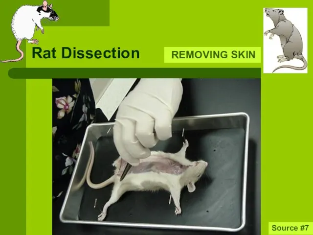 Rat Dissection REMOVING SKIN Source #7