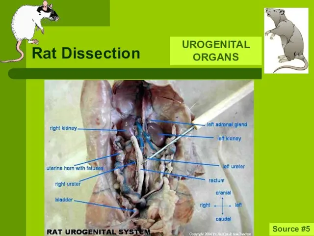 Rat Dissection Source #5 UROGENITAL ORGANS