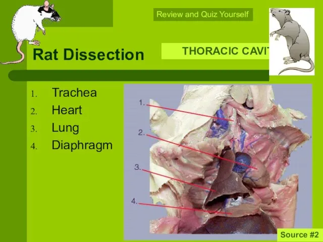 Rat Dissection Trachea Heart Lung Diaphragm Source #2 THORACIC CAVITY Review and Quiz Yourself