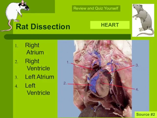 Rat Dissection Right Atrium Right Ventricle Left Atrium Left Ventricle Source
