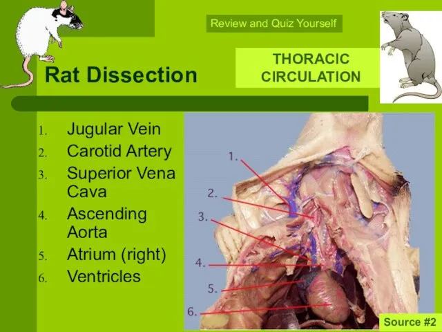 Rat Dissection Jugular Vein Carotid Artery Superior Vena Cava Ascending Aorta