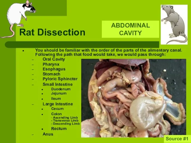 Rat Dissection You should be familiar with the order of the