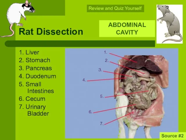Rat Dissection 1. Liver 2. Stomach 3. Pancreas 4. Duodenum 5.