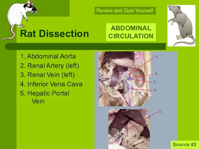 Rat Dissection 1. Abdominal Aorta 2. Renal Artery (left) 3. Renal