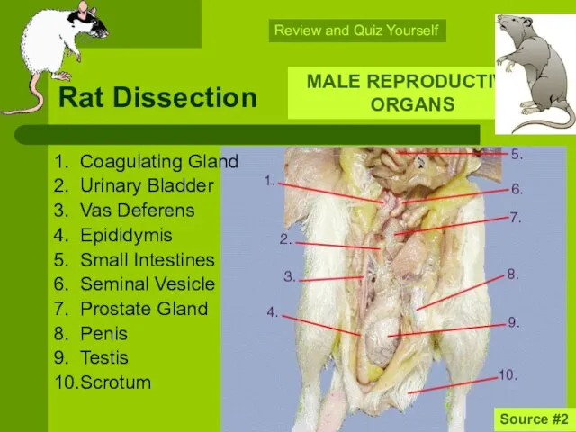 Rat Dissection 1. Coagulating Gland 2. Urinary Bladder 3. Vas Deferens