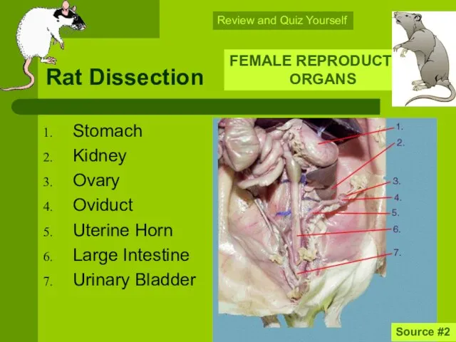 Rat Dissection Stomach Kidney Ovary Oviduct Uterine Horn Large Intestine Urinary