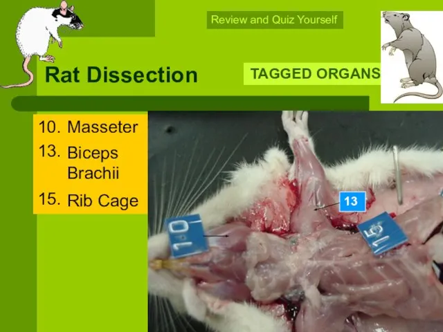 Rat Dissection 10. 13. 15. TAGGED ORGANS Source #7 Review and
