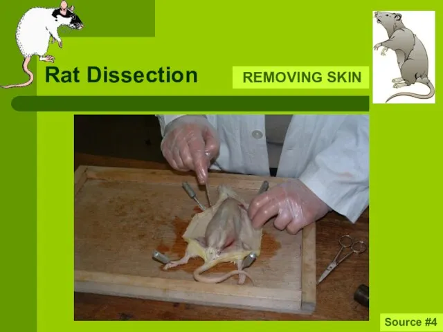 Rat Dissection REMOVING SKIN Source #4