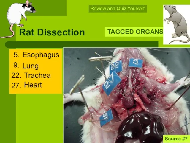 Rat Dissection 5. 9. 22. 27. TAGGED ORGANS Source #7 Review