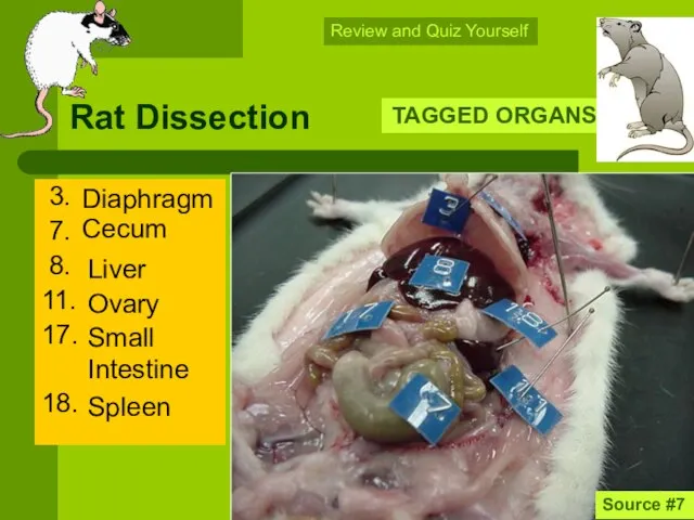 Rat Dissection 3. 7. 8. 11. 17. 18. TAGGED ORGANS Source
