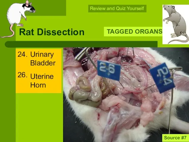 Rat Dissection 24. 26. TAGGED ORGANS Source #7 Review and Quiz Yourself Uterine Horn Urinary Bladder